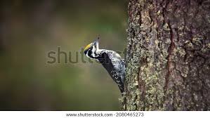 Attēlu rezultāti vaicājumam “Picoides tridactylus adult”