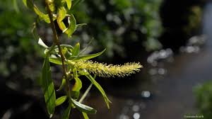 Attēlu rezultāti vaicājumam “Salix myrsinifolia female flower”