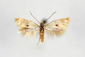 Attēlu rezultāti vaicājumam “Elachista maculicerusella”