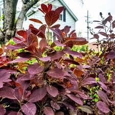 Attēlu rezultāti vaicājumam “Cotinus coggygria leaf”