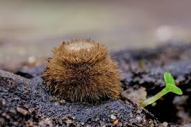 Attēlu rezultāti vaicājumam “Trichia longipalpis spores”