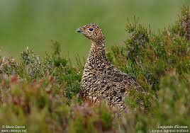 Attēlu rezultāti vaicājumam “Lagopus lagopus female”