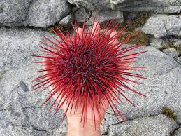 Image result for Mesocentrotus franciscanus