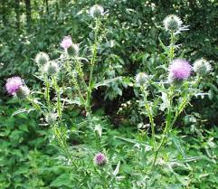 Attēlu rezultāti vaicājumam “Cirsium x rigens flower”