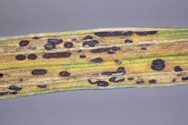 Attēlu rezultāti vaicājumam “Puccinia urticata”