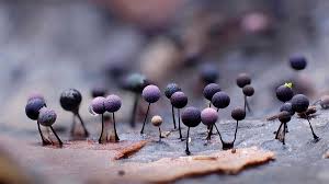 Attēlu rezultāti vaicājumam “Lamproderma arcyrioides macro”