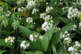 Image result for Bärlauch