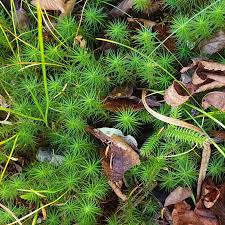 Attēlu rezultāti vaicājumam “Polytrichum commune”