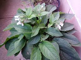 Attēlu rezultāti vaicājumam “Symphytum asperum leaf”