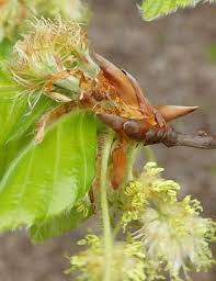 Attēlu rezultāti vaicājumam “Fagus sylvatica male flower”