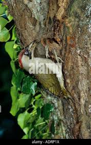 Attēlu rezultāti vaicājumam “Picus viridis nest”