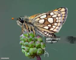 Attēlu rezultāti vaicājumam “Carterocephalus palaemon”