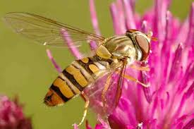 Attēlu rezultāti vaicājumam “Episyrphus balteatus”