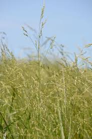 Attēlu rezultāti vaicājumam “Festuca psammophila”