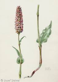 Attēlu rezultāti vaicājumam “Bistorta major”