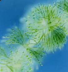 Attēlu rezultāti vaicājumam “Batrachospermum moniliforme”