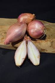 Attēlu rezultāti vaicājumam “Allium cepa”