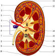 Kidney - Wikipedia, the free encyclopedia