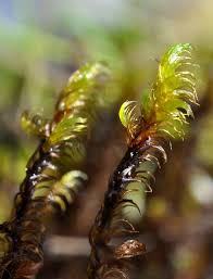 Attēlu rezultāti vaicājumam “Warnstorfia fluitans”