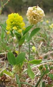 Attēlu rezultāti vaicājumam “Trifolium aureum leaf”