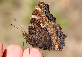 Attēlu rezultāti vaicājumam “Nymphalis polychloros upperside”