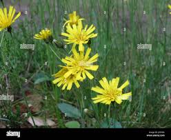 Attēlu rezultāti vaicājumam “Hieracium murorum bud”