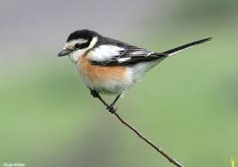 Image result for Lanius nubicus