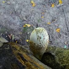 Attēlu rezultāti vaicājumam “Volvariella bombycina”