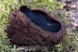 Attēlu rezultāti vaicājumam “Sarcosoma globosum”