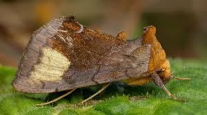 Attēlu rezultāti vaicājumam “Leucodonta bicoloria”