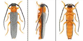 Attēlu rezultāti vaicājumam “Oberea oculata”