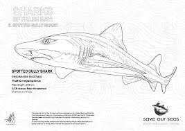 Image result for Triakis megalopterus