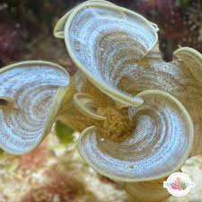 Attēlu rezultāti vaicājumam “Cribraria atrofusca macro”