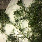 Attēlu rezultāti vaicājumam “Najas minor leaf”