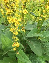 Image result for Verbascum nigrum