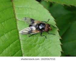 Attēlu rezultāti vaicājumam “Volucella pellucens”