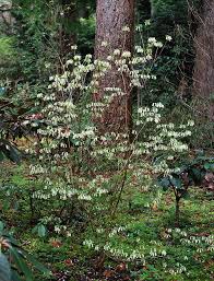 Attēlu rezultāti vaicājumam “Menziesia ferruginea”