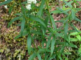 Attēlu rezultāti vaicājumam “Galium boreale”
