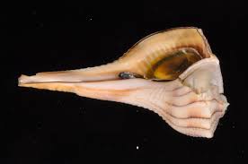 Image result for Sinistrofulgur perversum