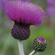 Attēlu rezultāti vaicājumam “Cirsium heterophyllum flower”