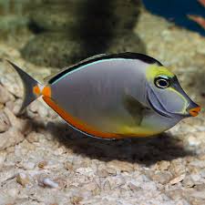 Image result for Naso lituratus