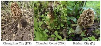 Attēlu rezultāti vaicājumam “Morchella esculenta”