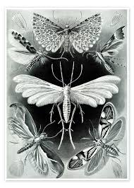 Attēlu rezultāti vaicājumam “Tineidae”