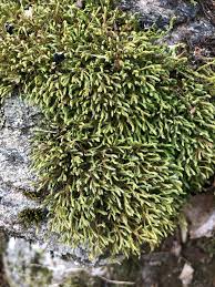 Attēlu rezultāti vaicājumam “Hedwigia ciliata sporophyte”