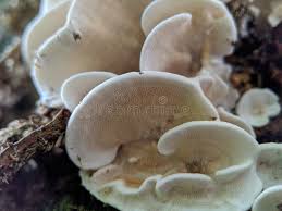 Attēlu rezultāti vaicājumam “Trametes gibbosa”