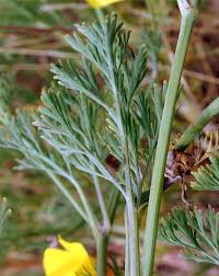 Attēlu rezultāti vaicājumam “Eschscholzia californica leaf”