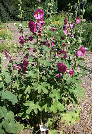 Image result for Stockrose