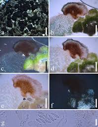 Attēlu rezultāti vaicājumam “Micarea sp.”