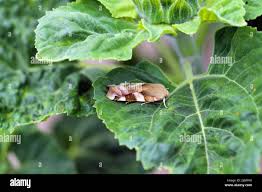 Attēlu rezultāti vaicājumam “Noctua fimbriata larva”