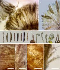 Attēlu rezultāti vaicājumam “Geoglossum sp.”